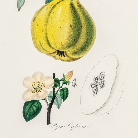 Vintage Medical Botany Plants Art Print - Picture 2 of 3